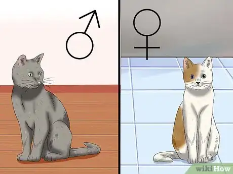 Imagen titulada Deal With a Female Cat in Heat Step 8