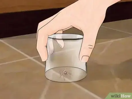 Imagen titulada Get Spiders Out of Your House Without Killing Them Step 7