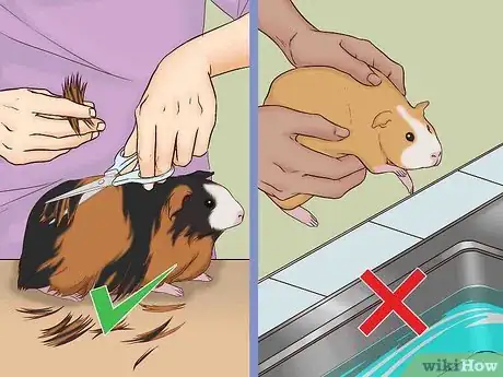 Imagen titulada Care for a Pregnant Guinea Pig Step 10