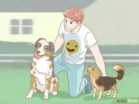 Imagen titulada Keep an Australian Shepherd Busy Step 13