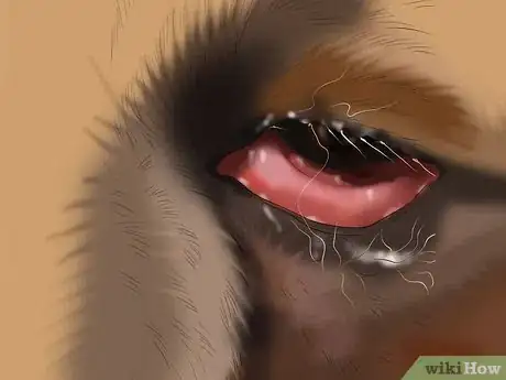 Imagen titulada Care for a Skunk Sprayed Dog Step 9