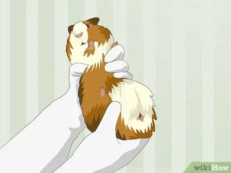 Imagen titulada Determine the Sex of a Guinea Pig Step 4