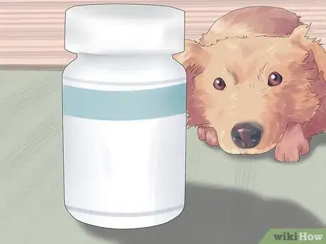 Imagen titulada Treat Acid Reflux in Dogs Step 5