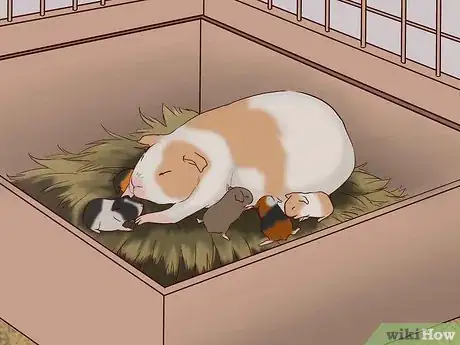 Imagen titulada Care for a Pregnant Guinea Pig Step 35