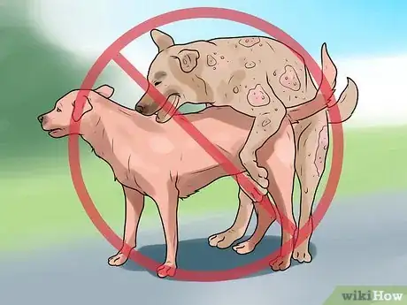 Imagen titulada Identify Mange on Dogs Step 16