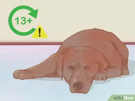 Imagen titulada Know if a Male Dog Is Fertile Step 4