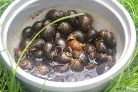 Imagen titulada Prepare Escargot Step 3
