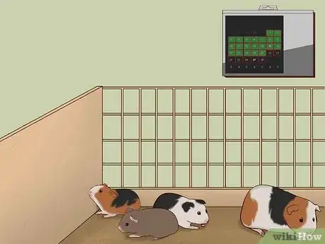 Imagen titulada Care for a Pregnant Guinea Pig Step 42