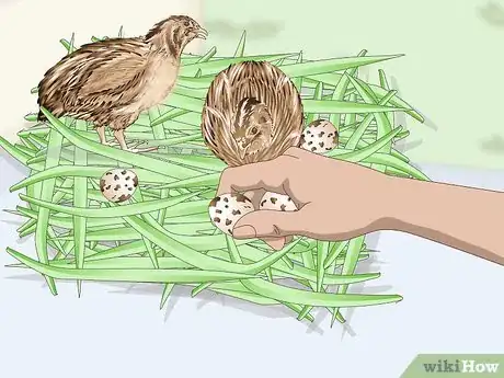 Imagen titulada Hatch Quail Chicks Step 2