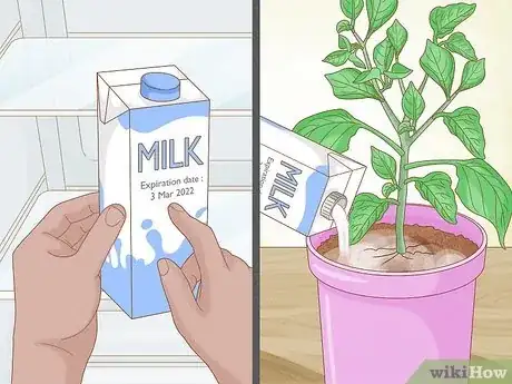 Imagen titulada Grow Bell Peppers Step 16