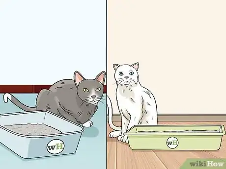 Imagen titulada Identify Cat Stool Problems Step 4