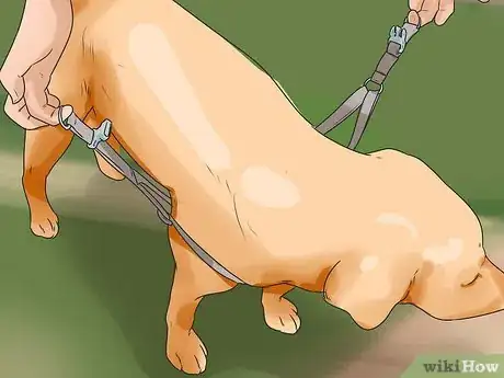 Imagen titulada Put on a Puppy Harness Step 5