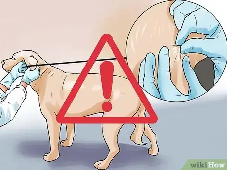 Imagen titulada Identify Mange on Dogs Step 10