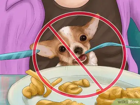 Imagen titulada Feed Picky Chihuahuas Step 8