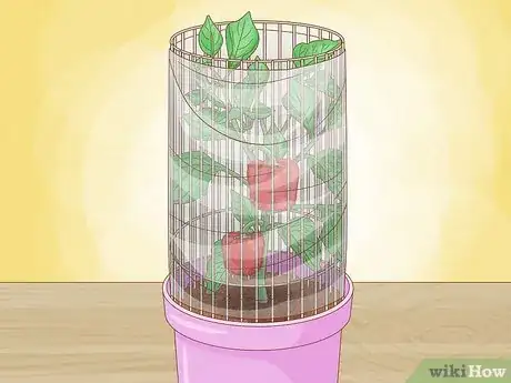 Imagen titulada Grow Bell Peppers Step 12