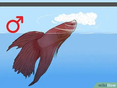 Imagen titulada Determine the Sex of a Betta Fish Step 8