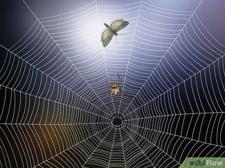 Imagen titulada Identify a Barn Spider Step 9