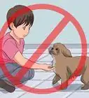 entrenar a tu shih tzu