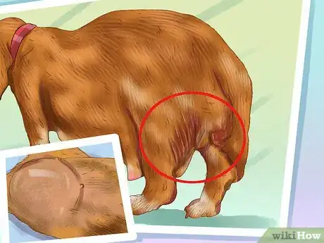 Imagen titulada Know if a Puppy Is Old Enough to Neuter or Spay Step 5