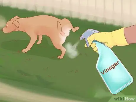 Imagen titulada Keep Dogs off Lawn Step 2