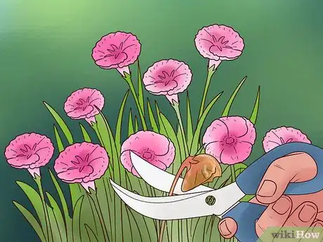 Imagen titulada Grow Flowers from Seed Step 15