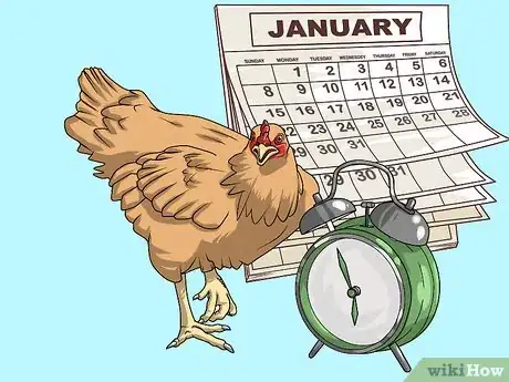 Imagen titulada Take Care of Chickens Step 4