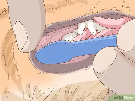 Imagen titulada Take Care of a Pomeranian Step 20