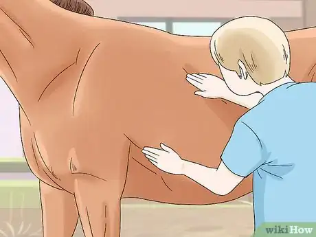 Imagen titulada Treat Edema in Horses Step 3