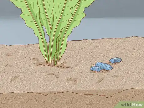 Imagen titulada Set Up a Natural Environment for Pet Snails Step 7