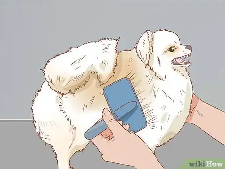 Imagen titulada Take Care of a Pomeranian Step 11