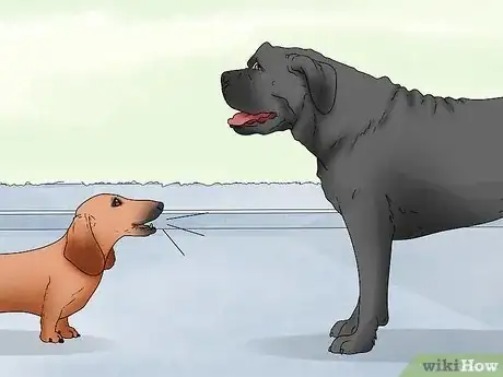 Imagen titulada Identify a Mastiff Step 11