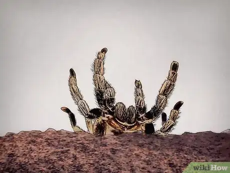 Imagen titulada Tell if Your Tarantula Is Molting Step 5