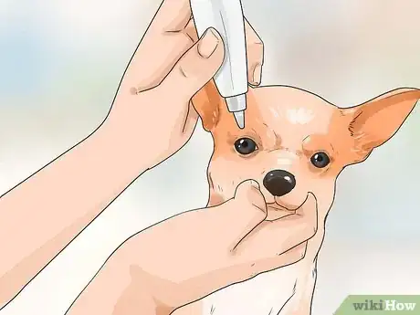 Imagen titulada Care for Your Chihuahua Step 8