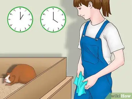 Imagen titulada Care for a Pregnant Guinea Pig Step 25