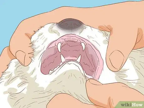 Imagen titulada Diagnose and Treat Mouth Ulcers in Cats Step 9