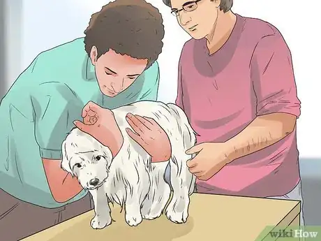 Imagen titulada Care for a Maltese Dog Step 18