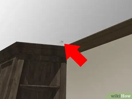 Imagen titulada Identify a Yellow Sac Spider Step 9