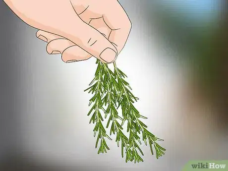 Imagen titulada Prepare Rosemary for Hair Step 2