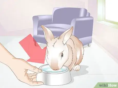 Imagen titulada Teach a Rabbit Not to Chew Furniture Step 5