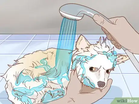 Imagen titulada Take Care of a Pomeranian Step 12