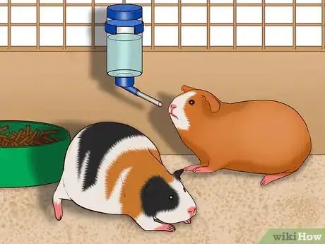 Imagen titulada Care for a Pregnant Guinea Pig Step 18