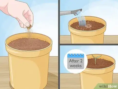 Imagen titulada Grow Bell Peppers Step 3