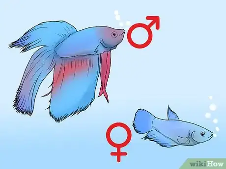 Imagen titulada Determine the Sex of a Betta Fish Step 2