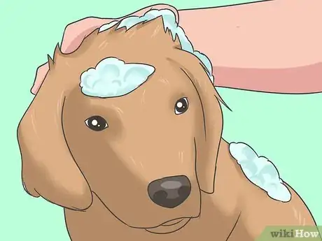 Imagen titulada Eliminate a Flea Infestation in Your Home Step 1