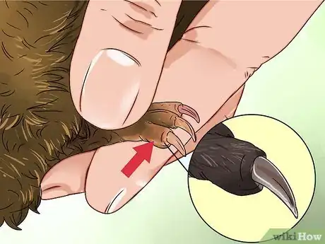 Imagen titulada Cut Guinea Pig Claws Step 10