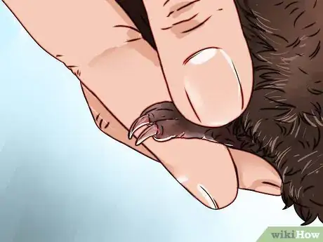 Imagen titulada Cut Guinea Pig Claws Step 9