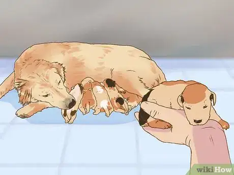 Imagen titulada Whelp and Raise a Premature Puppy Step 6