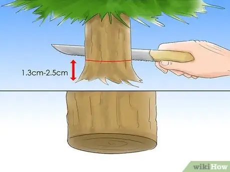 Imagen titulada Care for a Christmas Tree Step 5