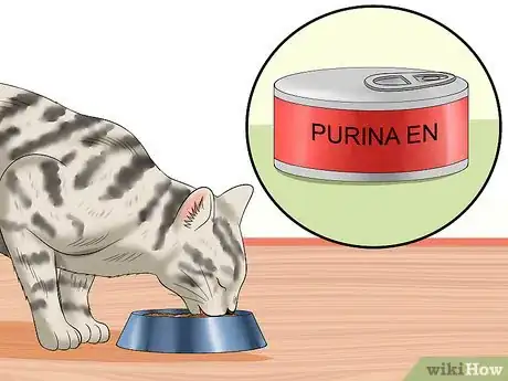 Imagen titulada Treat Feline Panleukopenia (Distemper) Step 13