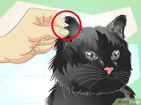 Imagen titulada Tell If a Cat Is Neutered Step 6